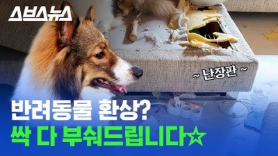 강아지·고양이·햄스터·앵무새... 반려동물 키우고 싶다면 꼭 봐야 하는 영상 스브스뉴스