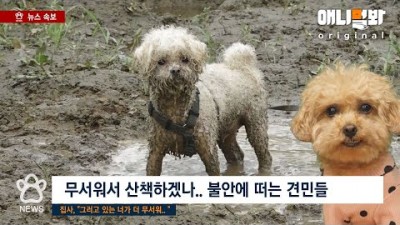 TV동물농장 반려견 목줄 [단독] 깻잎 논쟁에 이은 견민들 목줄 논쟁  영상 누르면 종결돼  SBS 발뉴스 (2023.04.28)  Paw News