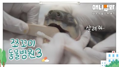 TV동물농장 쪼꼬미 동물병원 시즌3 4화 돼지코거북이 꼬부기