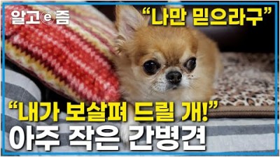 세상에나쁜개는없다“너무 힘들어서 삶을 포기하려고 했었어요.” 병으로 손발을 잃고 힘들어하는 시기 삶의 유일한 희망과 감동을 준 반려견 똘이