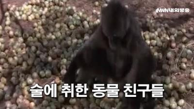 술에 취한 동물 친구들의 재미있는 애완동물 영상