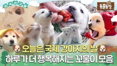 TV동물농장 세상에 모든 강아지들아 행복해야 한다