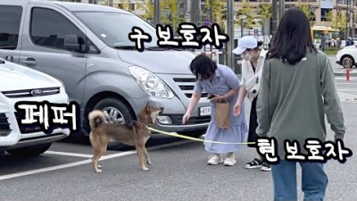 반려견 진돗개 해외입양 후 2년, 한국에서 다시 만난 페퍼(구, 꼬몽)와 임시 보호 가족