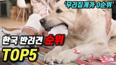 한국 반려견 순위 TOP5에 90% 사람들이 모르는 흥미로운 사실들