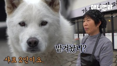 TV동물농장 떠돌이 백구 밥을 7개월 동안 챙겨줬더니 생긴 일 반려견