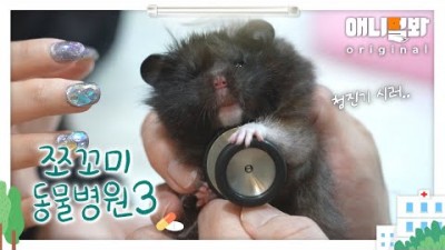 TV동물농장, 쪼꼬미 동물병원, 햄스터, 골든햄스터, 쪼꼬미 동물병원 시즌3 5화
