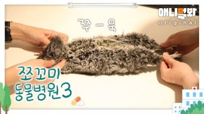 쪼꼬미 동물병원 시즌3 12화 (내원환자: 친칠라 참깨님)