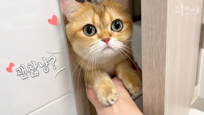 집사가 걱정되서 펑펑 우는 귀여운 고양이