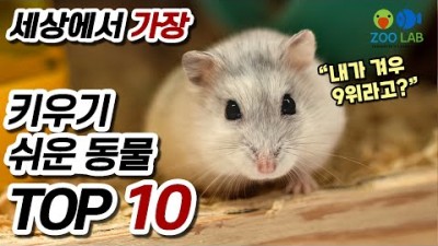 가장 키우기 쉬운 동물 TOP 10, 반려동물 랭킹, 열대어, 구피도 있을까? 키울수 있는 동물중 사육이 쉬운 종류순위