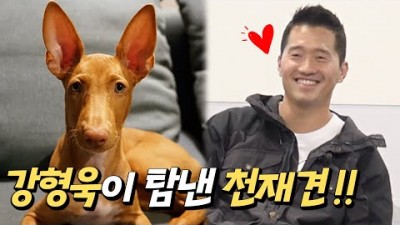 반려동물 반려견 강형욱이 탐낸 천재견 신비의 견종 3개월 파라오 하운드와 저 세상 터그놀이  강형욱의 멍스쿨