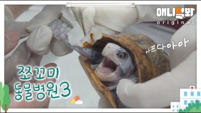 쪼꼬미 동물병원 시즌3 6화, 박스터틀 거북이, 동물농장 전설의 수의사