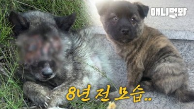 sbs tv 동물농장, 얼굴 없는 강아지 포천이의 얼굴을 기억해주세요